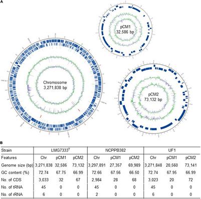 Comparative Genome Analyses of Clavibacter michiganensis Type Strain LMG7333T Reveal Distinct Gene Contents in Plasmids From Other Clavibacter Species